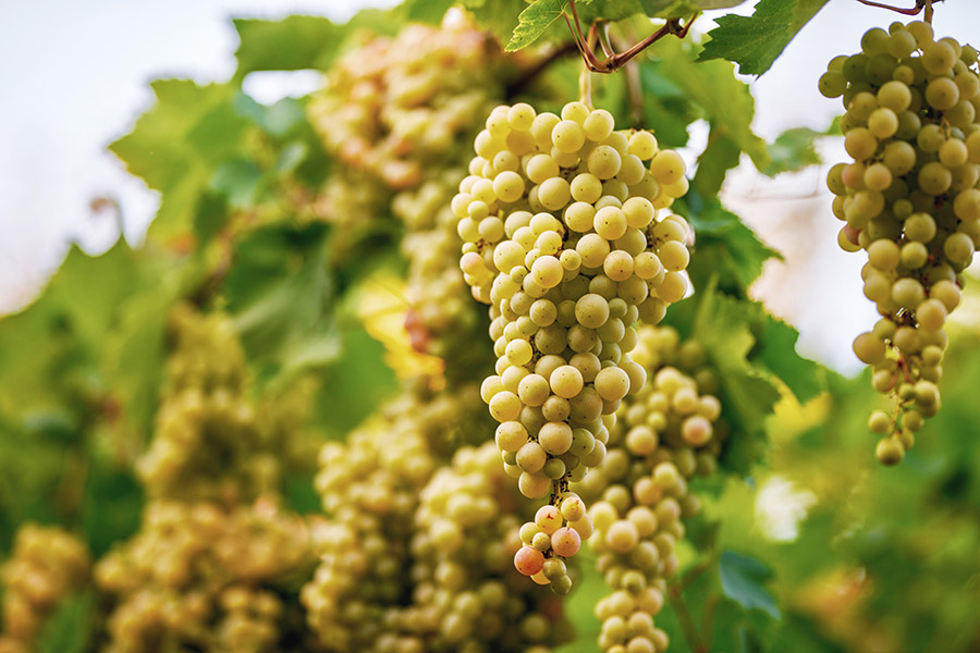 Thüringer Weingut Bad Sulza